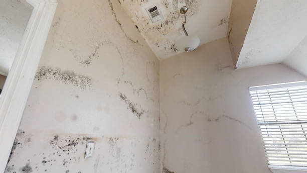 Best Mold Removal for HVAC Installations  in Minden, NV