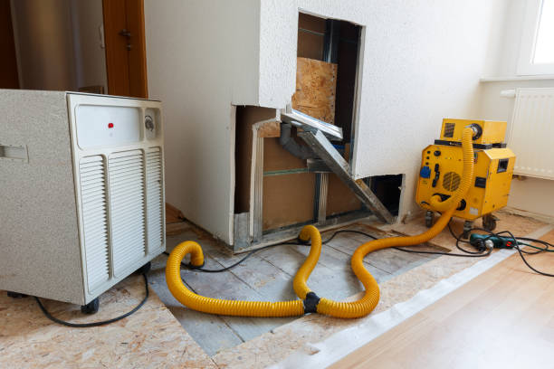 Best Attic Mold Removal  in Minden, NV