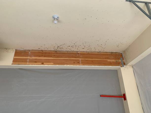 Best Black Mold Removal  in Minden, NV