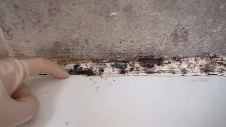 Best Crawl Space Mold Remediation  in Minden, NV