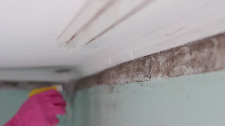 Best Air Quality Testing for Mold Spores  in Minden, NV